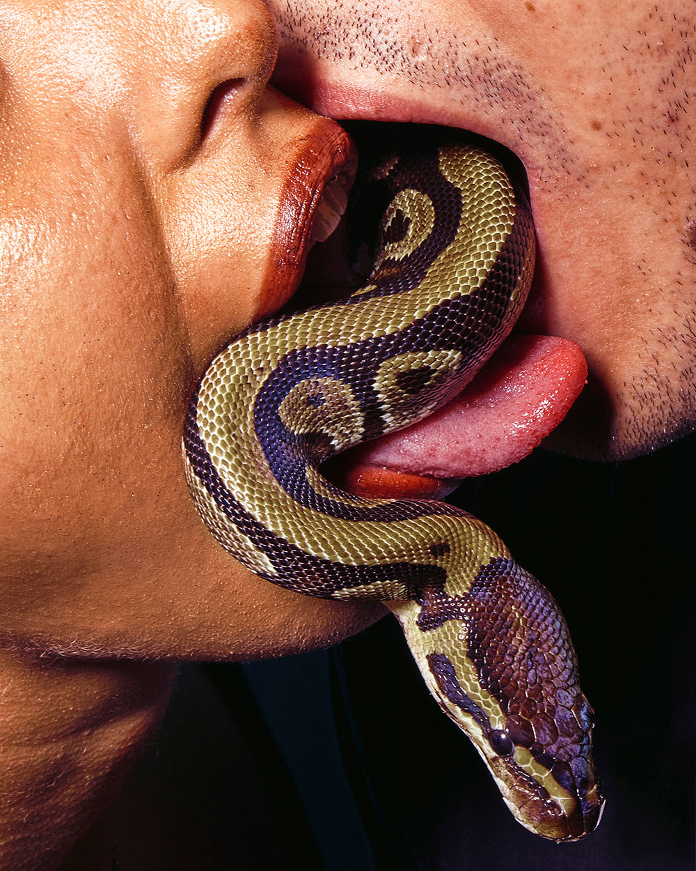 "venomous,"