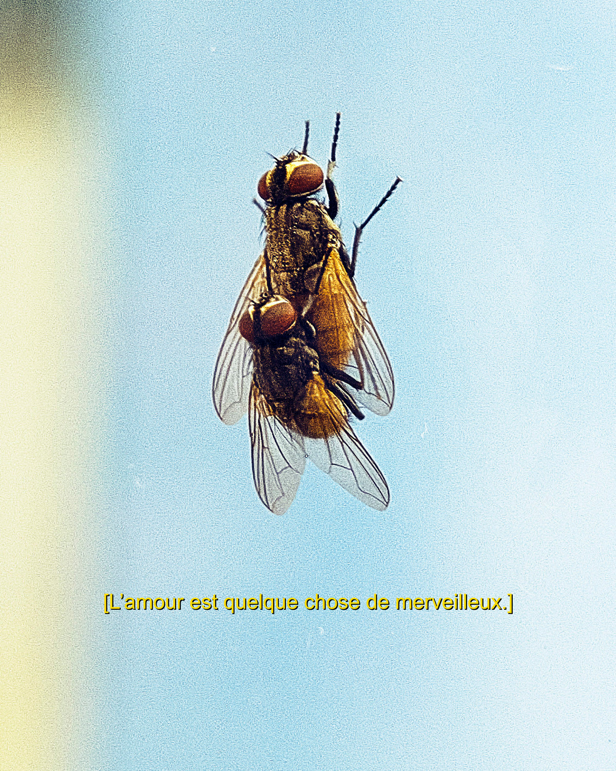 [l'amour est quelque chose de merveilleux.]