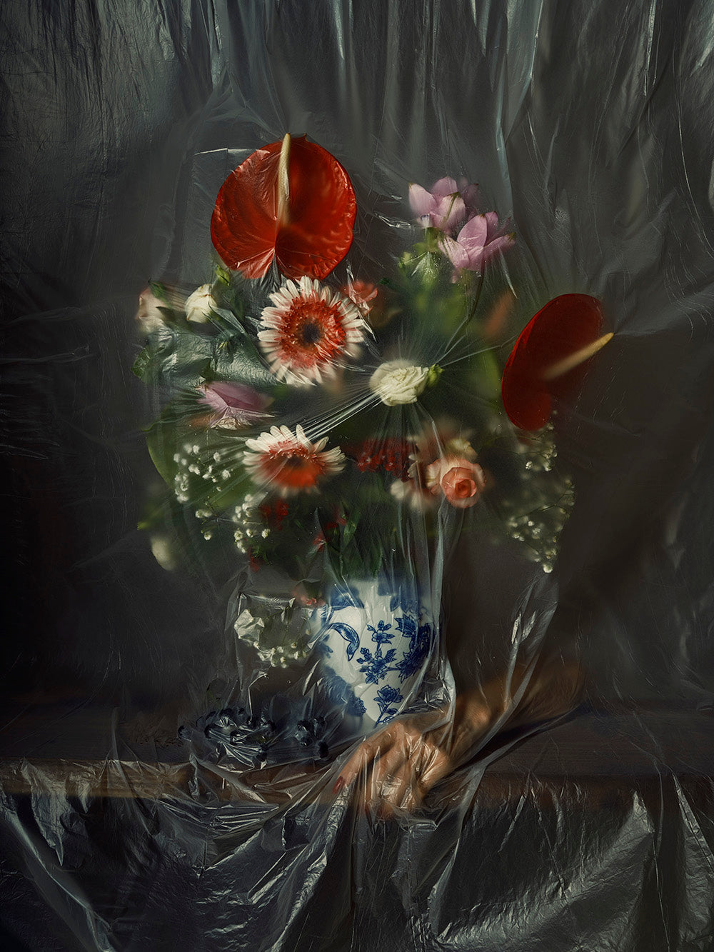 "Cellophane." // Natura Morta (#5)